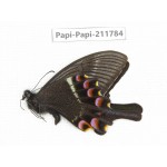 Papilio krishna ssp. China, Sichuan, Ganzi, Kangding, Mt.Zheduoshan. 1M. Papi-Papi-211784.