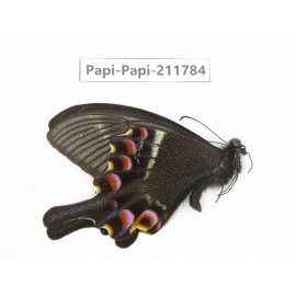 Papilio krishna ssp. China, Sichuan, Ganzi, Kangding, Mt.Zheduoshan. 1M. Papi-Papi-211784.