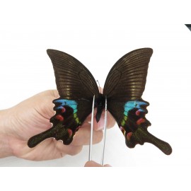 Papilio krishna ssp. China, Sichuan, Ganzi, Kangding, Mt.Zheduoshan. 1M. Papi-Papi-211784.