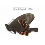 Papilio krishna ssp. China, Sichuan, Ganzi, Kangding, Mt.Zheduoshan. 1M. Papi-Papi-211786.