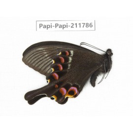 Papilio krishna ssp. China, Sichuan, Ganzi, Kangding, Mt.Zheduoshan. 1M. Papi-Papi-211786.