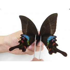 Papilio krishna ssp. China, Sichuan, Ganzi, Kangding, Mt.Zheduoshan. 1M. Papi-Papi-211786.