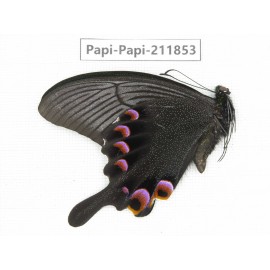 Papilio arcturus ssp. China, Sichuan, Ganzi, Kangding, Mt.Zheduoshan. 1M. Papi-Papi-211853.