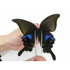 Papilio arcturus ssp. China, Sichuan, Ganzi, Kangding, Mt.Zheduoshan. 1M. Papi-Papi-211853.