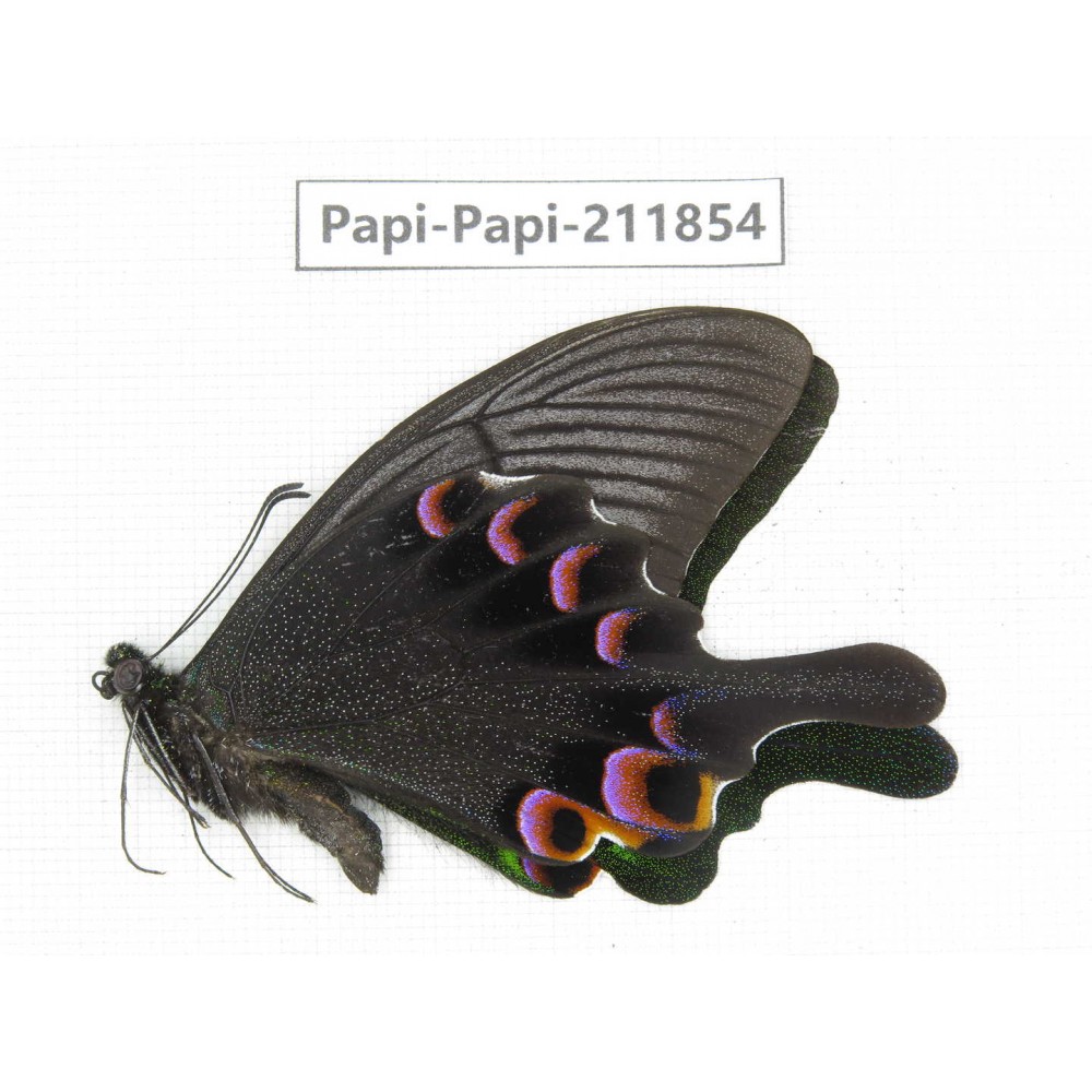Papilio arcturus ssp. China, Sichuan, Ganzi, Kangding, Mt.Zheduoshan. 1M. Papi-Papi-211854.