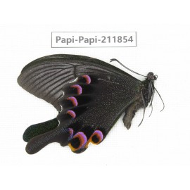 Papilio arcturus ssp. China, Sichuan, Ganzi, Kangding, Mt.Zheduoshan. 1M. Papi-Papi-211854.