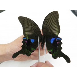 Papilio arcturus ssp. China, Sichuan, Ganzi, Kangding, Mt.Zheduoshan. 1M. Papi-Papi-211854.