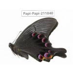 Papilio arcturus ssp. China, Sichuan, Ganzi, Kangding, Mt.Zheduoshan. 1M. Papi-Papi-211840.