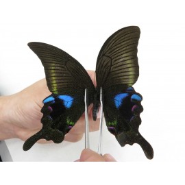Papilio arcturus ssp. China, Sichuan, Ganzi, Kangding, Mt.Zheduoshan. 1M. Papi-Papi-211840.