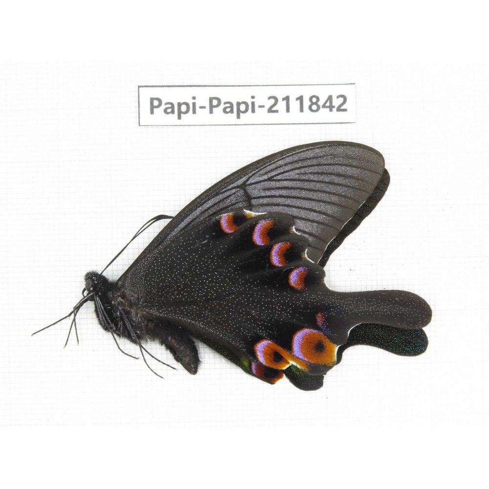 Papilio arcturus ssp. China, Sichuan, Ganzi, Kangding, Mt.Zheduoshan. 1M. Papi-Papi-211842.