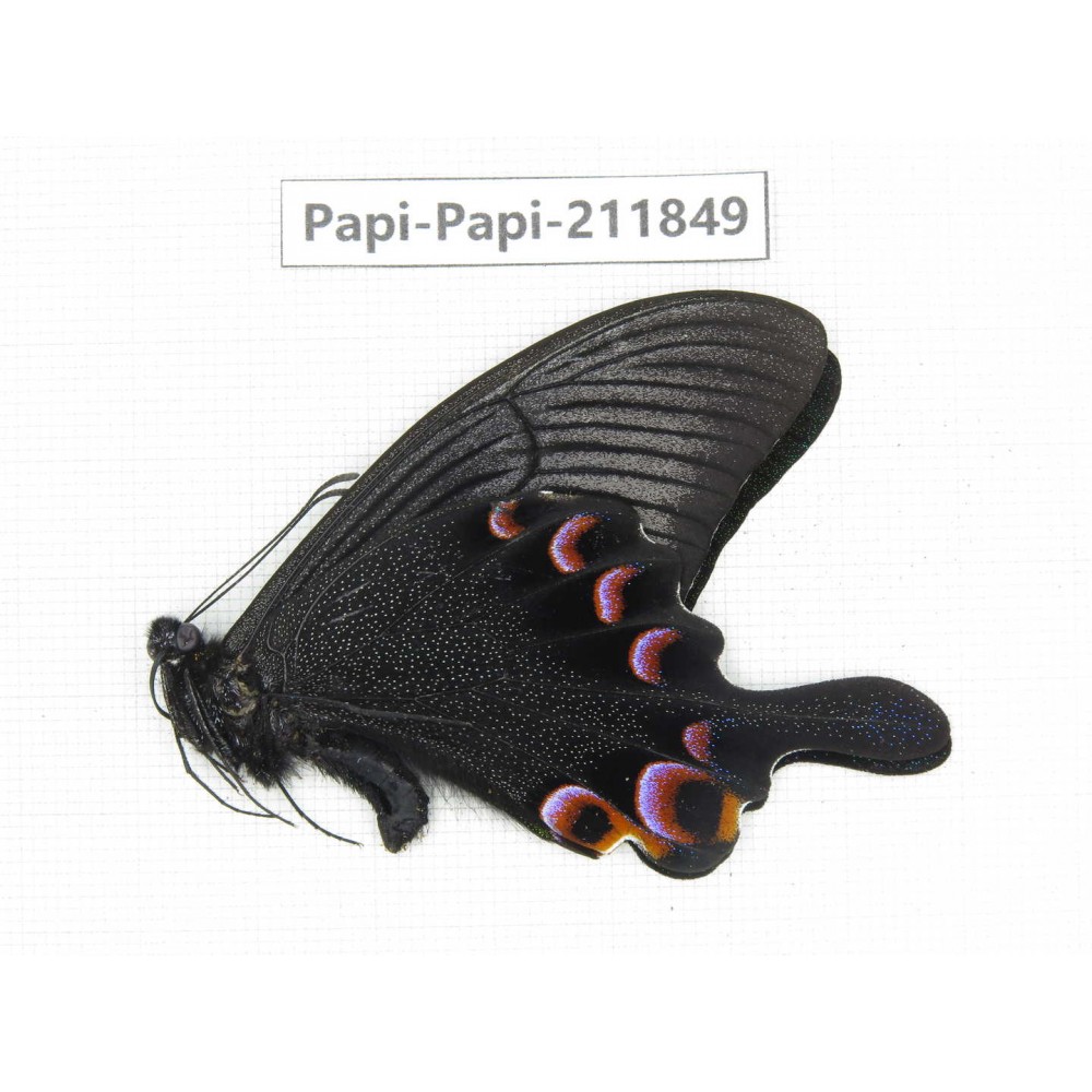 Papilio arcturus ssp. China, Sichuan, Ganzi, Kangding, Mt.Zheduoshan. 1M. Papi-Papi-211849.