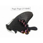 Papilio arcturus ssp. China, Sichuan, Ganzi, Kangding, Mt.Zheduoshan. 1M. Papi-Papi-211849.