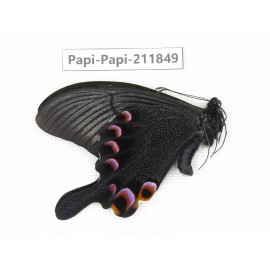 Papilio arcturus ssp. China, Sichuan, Ganzi, Kangding, Mt.Zheduoshan. 1M. Papi-Papi-211849.