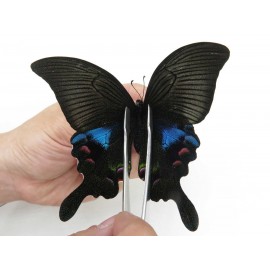 Papilio arcturus ssp. China, Sichuan, Ganzi, Kangding, Mt.Zheduoshan. 1M. Papi-Papi-211849.