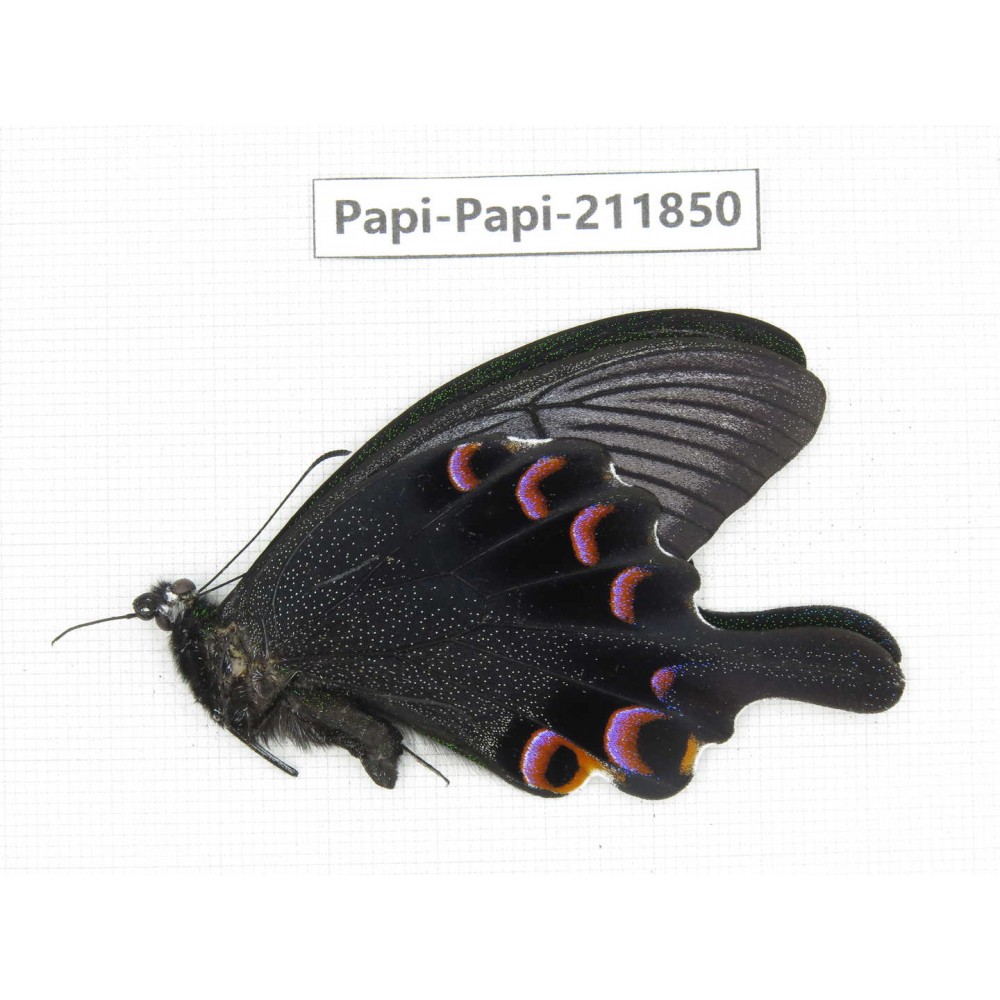 Papilio arcturus ssp. China, Sichuan, Ganzi, Kangding, Mt.Zheduoshan. 1M. Papi-Papi-211850.