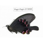 Papilio arcturus ssp. China, Sichuan, Ganzi, Kangding, Mt.Zheduoshan. 1M. Papi-Papi-211850.