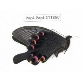 Papilio arcturus ssp. China, Sichuan, Ganzi, Kangding, Mt.Zheduoshan. 1M. Papi-Papi-211850.