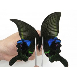 Papilio arcturus ssp. China, Sichuan, Ganzi, Kangding, Mt.Zheduoshan. 1M. Papi-Papi-211850.