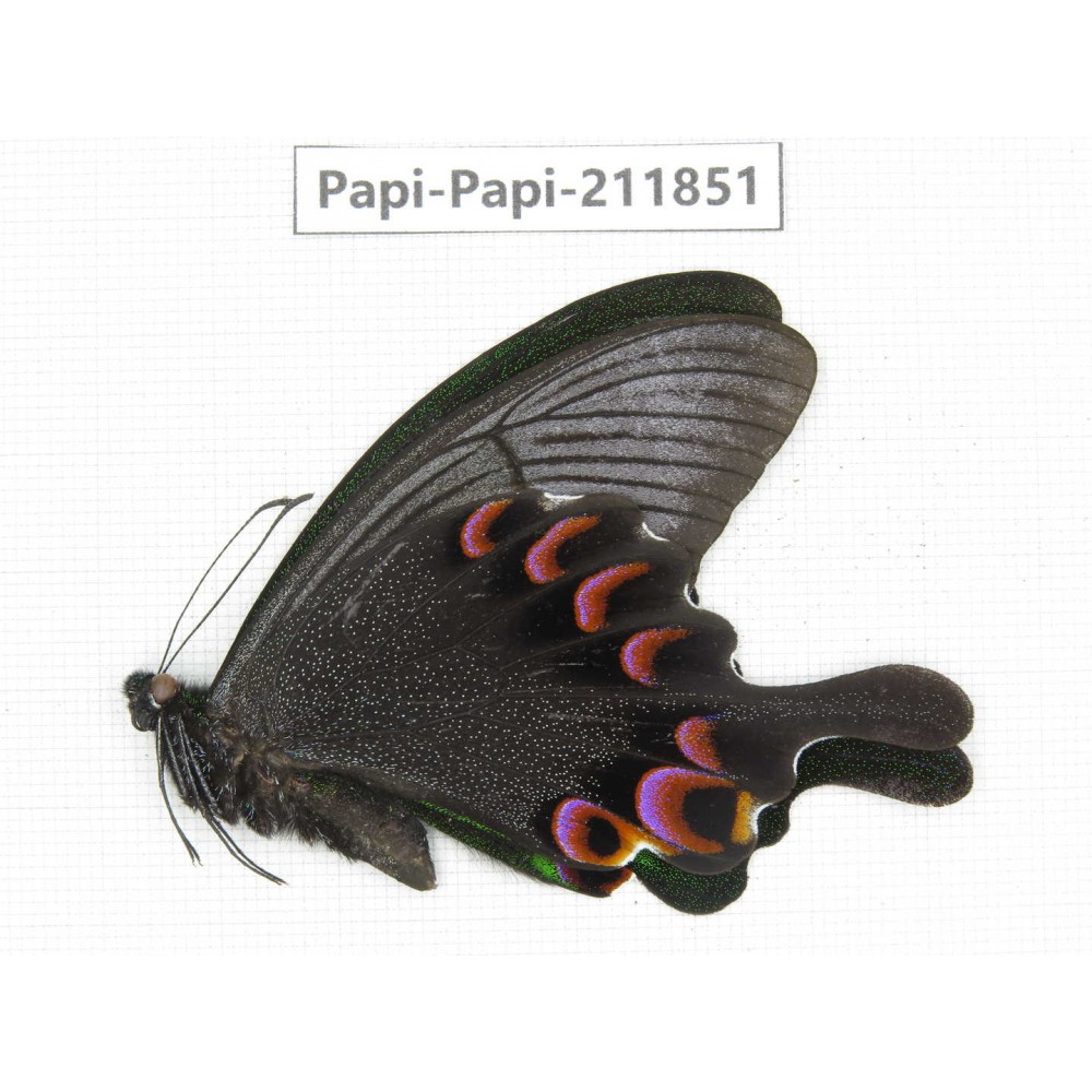 Papilio arcturus ssp. China, Sichuan, Ganzi, Kangding, Mt.Zheduoshan. 1M. Papi-Papi-211851.