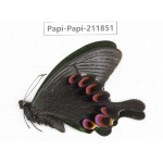 Papilio arcturus ssp. China, Sichuan, Ganzi, Kangding, Mt.Zheduoshan. 1M. Papi-Papi-211851.