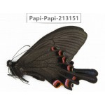 Papilio syfanius ssp. China, Sichuan, Ganzi, Mt.Gonggashan.1M. Papi-Papi-213151