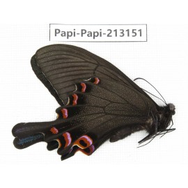 Papilio syfanius ssp. China, Sichuan, Ganzi, Mt.Gonggashan.1M. Papi-Papi-213151
