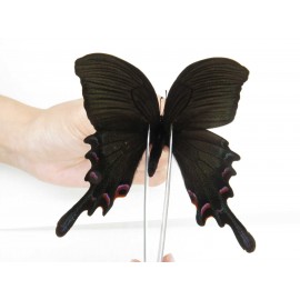 Papilio syfanius ssp. China, Sichuan, Ganzi, Mt.Gonggashan.1M. Papi-Papi-213151