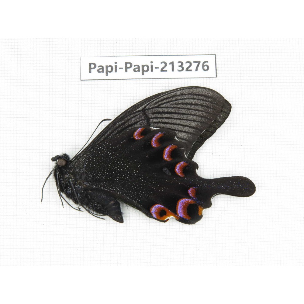 Papilio arcturus ssp. China, Sichuan, Ganzi, Mt.Gonggashan.1M. Papi-Papi-213276.