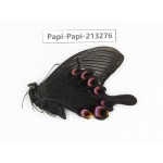Papilio arcturus ssp. China, Sichuan, Ganzi, Mt.Gonggashan.1M. Papi-Papi-213276.