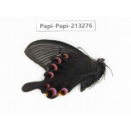 Papilio arcturus ssp. China, Sichuan, Ganzi, Mt.Gonggashan.1M. Papi-Papi-213276.