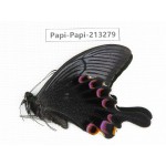 Papilio arcturus ssp. China, Sichuan, Ganzi, Mt.Gonggashan.1M. Papi-Papi-213279.