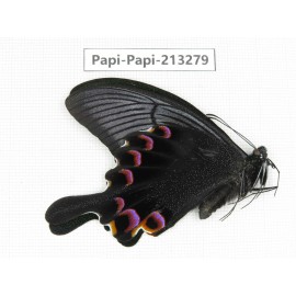 Papilio arcturus ssp. China, Sichuan, Ganzi, Mt.Gonggashan.1M. Papi-Papi-213279.