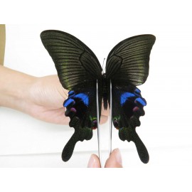 Papilio arcturus ssp. China, Sichuan, Ganzi, Mt.Gonggashan.1M. Papi-Papi-213279.