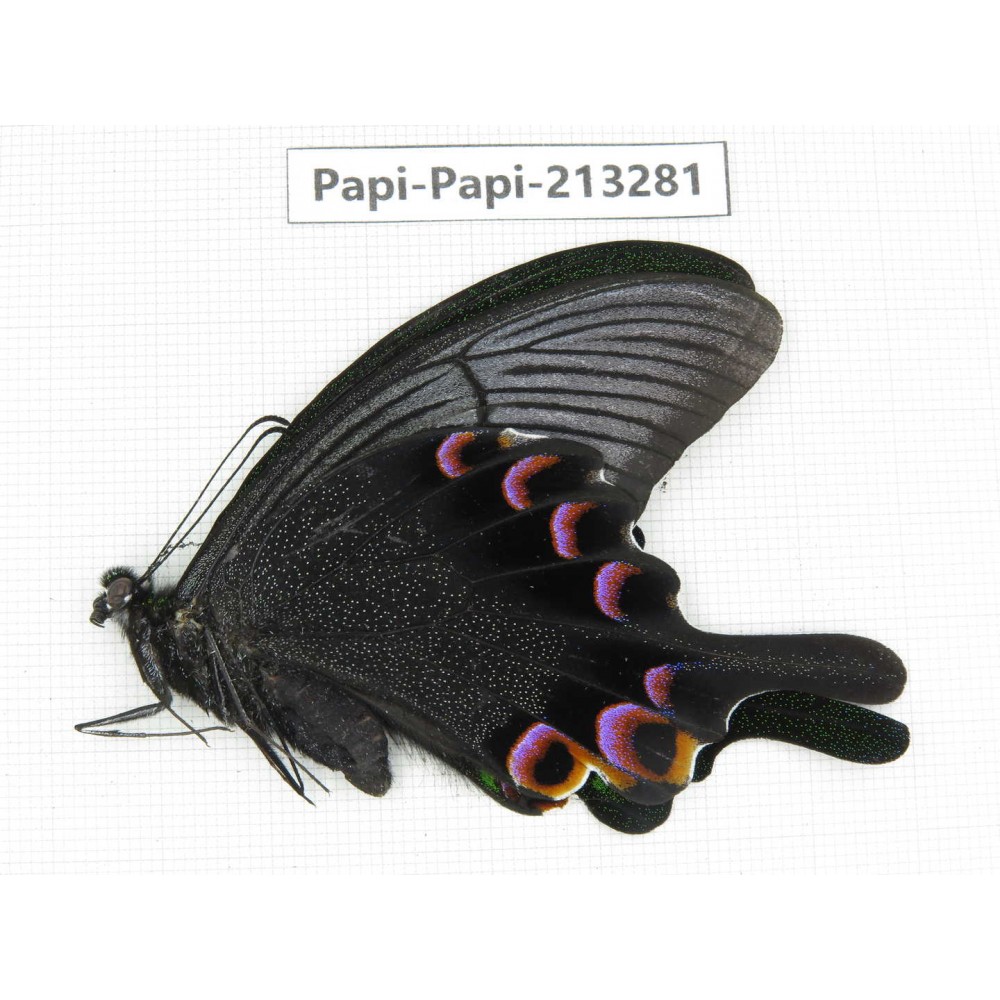 Papilio arcturus ssp. China, Sichuan, Ganzi, Mt.Gonggashan.1M. Papi-Papi-213281.