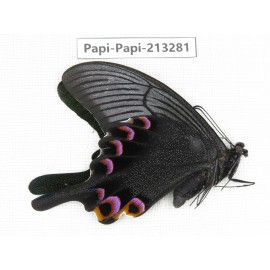 Papilio arcturus ssp. China, Sichuan, Ganzi, Mt.Gonggashan.1M. Papi-Papi-213281.