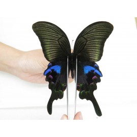 Papilio arcturus ssp. China, Sichuan, Ganzi, Mt.Gonggashan.1M. Papi-Papi-213281.