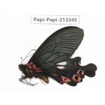 Papilio boots ssp. China, Sichuan, Ganzi, Mt.Gonggashan.1M. Papi-Papi-213345.