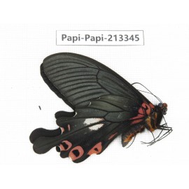 Papilio boots ssp. China, Sichuan, Ganzi, Mt.Gonggashan.1M. Papi-Papi-213345.