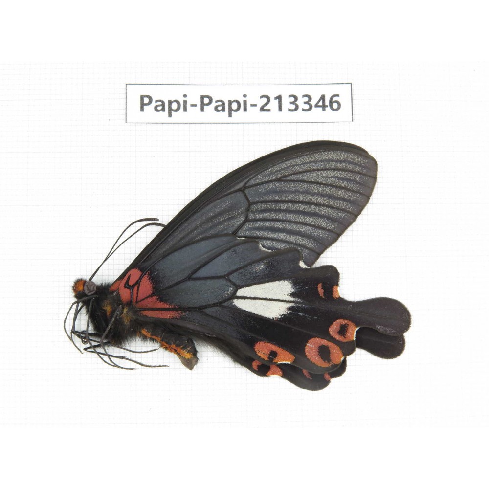 Papilio boots ssp. China, Sichuan, Ganzi, Mt.Gonggashan.1M. Papi-Papi-213346.
