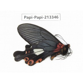 Papilio boots ssp. China, Sichuan, Ganzi, Mt.Gonggashan.1M. Papi-Papi-213346.