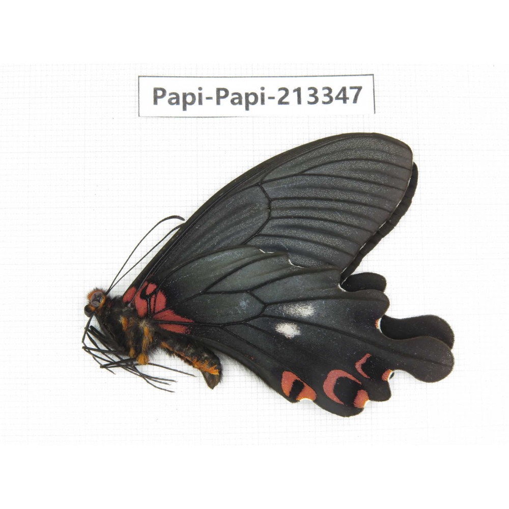 Papilio boots ssp. China, Sichuan, Ganzi, Mt.Gonggashan.1M. Papi-Papi-213347.