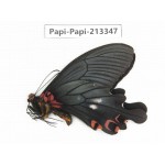 Papilio boots ssp. China, Sichuan, Ganzi, Mt.Gonggashan.1M. Papi-Papi-213347.