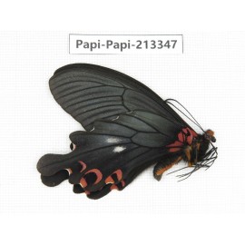 Papilio boots ssp. China, Sichuan, Ganzi, Mt.Gonggashan.1M. Papi-Papi-213347.
