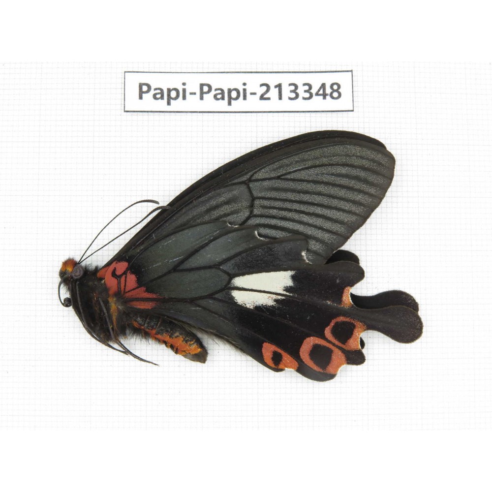 Papilio boots ssp. China, Sichuan, Ganzi, Mt.Gonggashan.1M. Papi-Papi-213348.