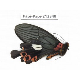 Papilio boots ssp. China, Sichuan, Ganzi, Mt.Gonggashan.1M. Papi-Papi-213348.