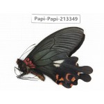Papilio boots ssp. China, Sichuan, Ganzi, Mt.Gonggashan.1M. Papi-Papi-213349.