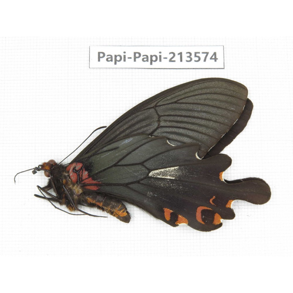 Papilio boots ssp. China, Sichuan, Ganzi, Mt.Gonggashan.1M. Papi-Papi-213574.