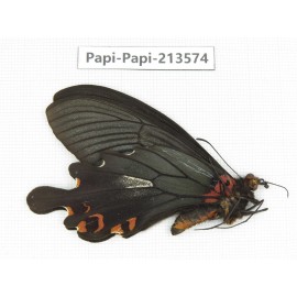 Papilio boots ssp. China, Sichuan, Ganzi, Mt.Gonggashan.1M. Papi-Papi-213574.