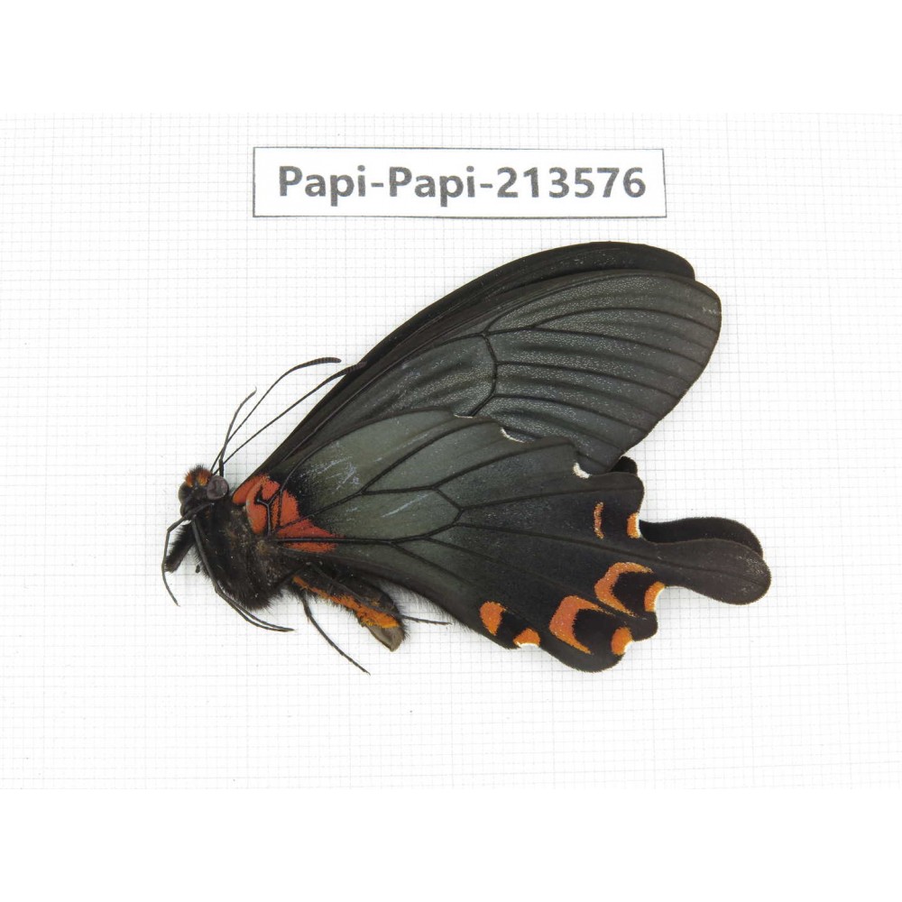 Papilio boots ssp. China, Sichuan, Ganzi, Mt.Gonggashan.1M. Papi-Papi-213576.