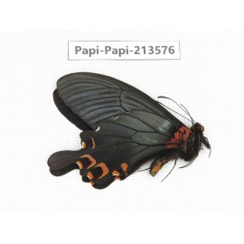 Papilio boots ssp. China, Sichuan, Ganzi, Mt.Gonggashan.1M. Papi-Papi-213576.